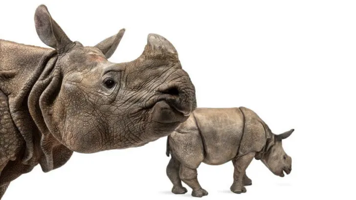 Indian Rhino