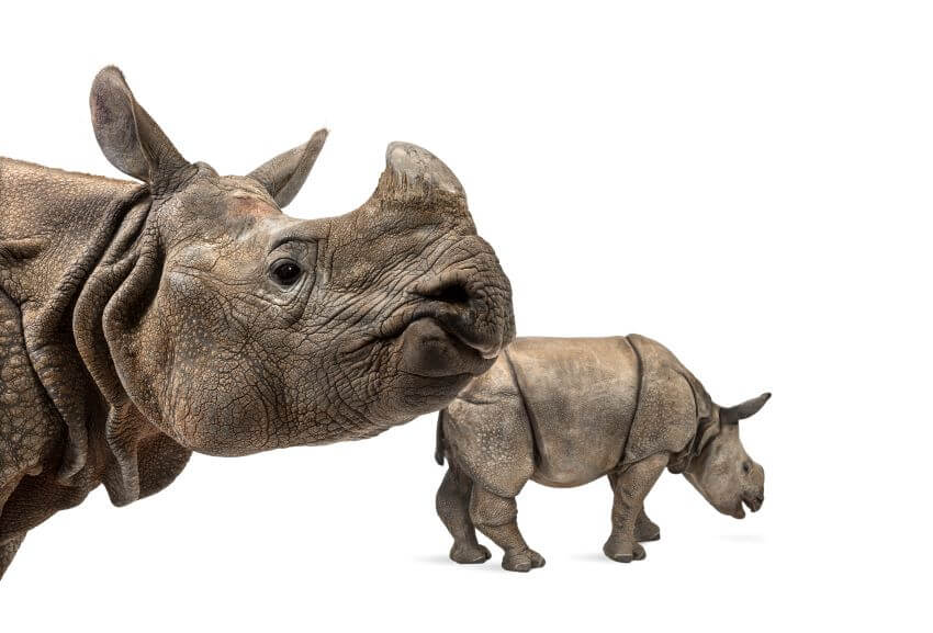 Indian Rhino: Is This Animal Endangered?