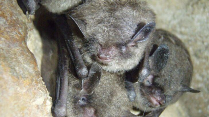 Indiana Bat