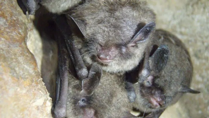 Indiana Bat