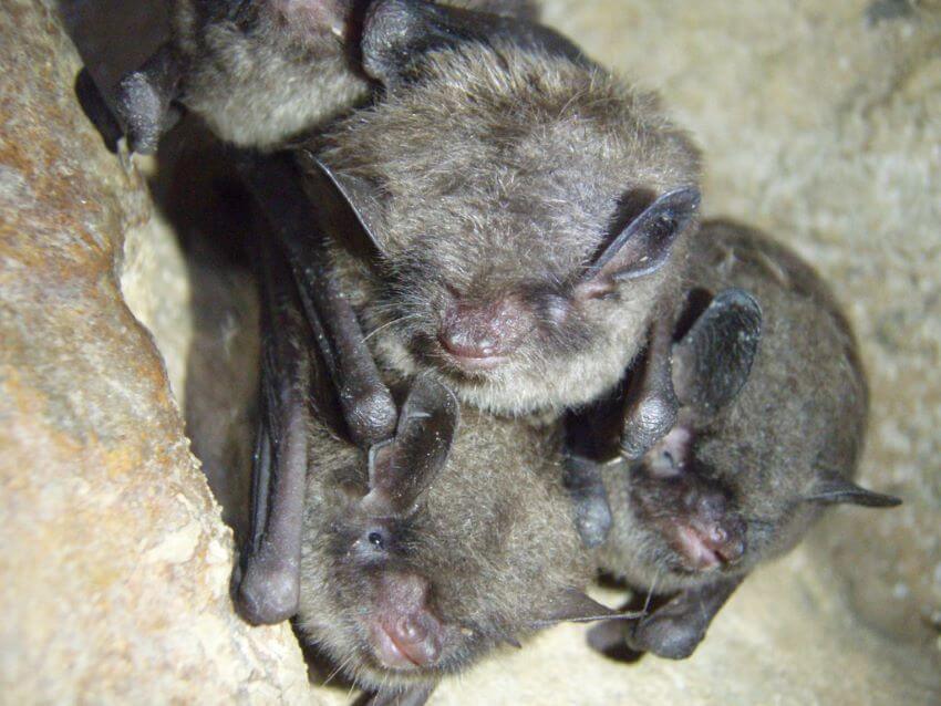 Indiana Bat: Why Is It Endangered? 1 Indiana Bat