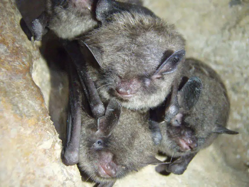Indiana Bat: Why Is It Endangered? 1 Indiana Bat