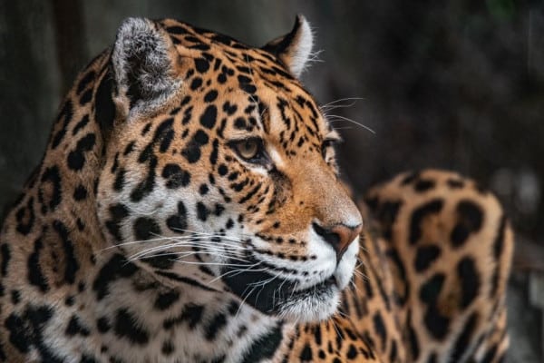 Jaguar Conservation Fund