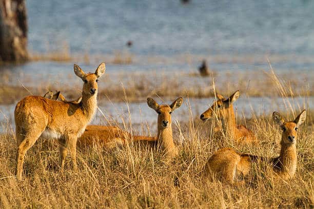 Kafue National Park