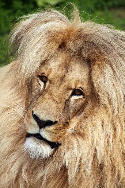 7 Types of Lions Around the World 4 Katanga Lion