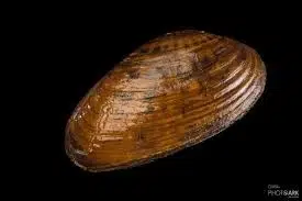 Kidneyshell, Southern