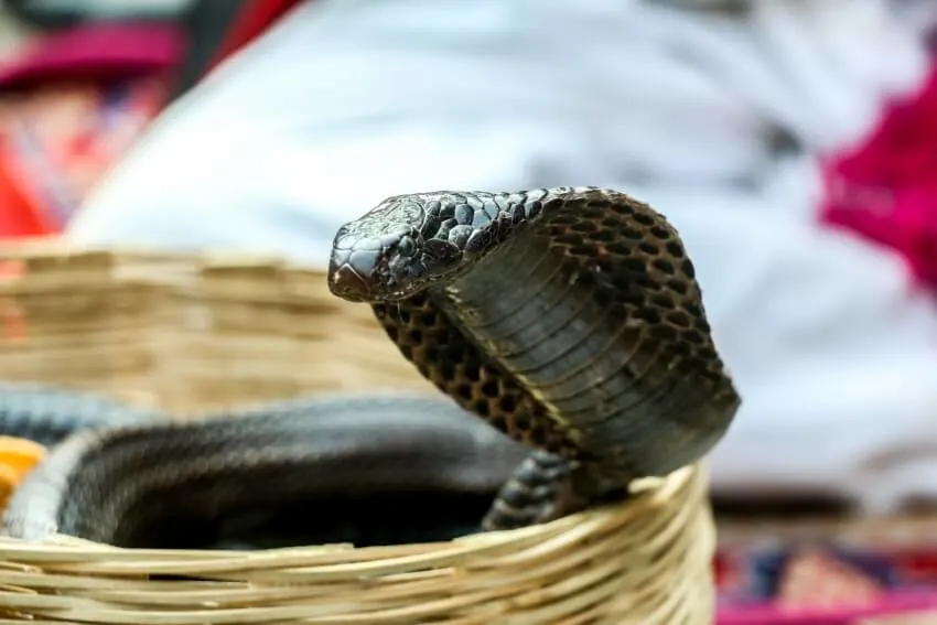 King Cobra: Is This Animal Endangered? 10 King Cobra in a Basket