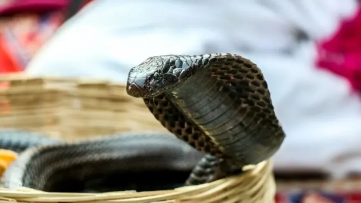 King Cobra in a Basket