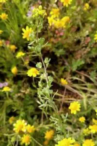 Endangered Species in California You Need to Know 1 Kings Gold