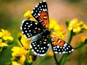 Lange Metalmark Butterfly