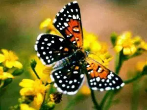 Endangered Species in California You Need to Know 7 Lange Metalmark Butterfly