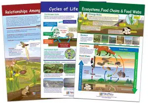 Learning Ecology Bulletin Board Chart Set