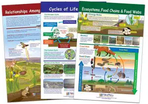 13 Best Posters on Saving Earth and Environment 12 Learning Ecology Bulletin Board Chart Set
