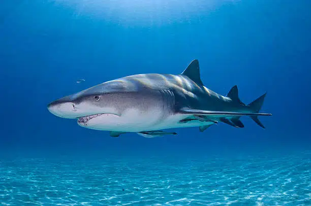 20 Different Types of Sharks Around the World 9 Lemon Shark
