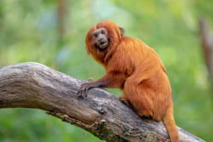 12 Types of Monkeys from Around the World 4 Lion Tamarin