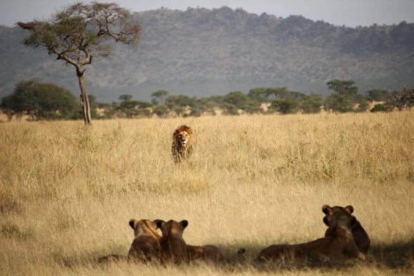 Lion and Cubs