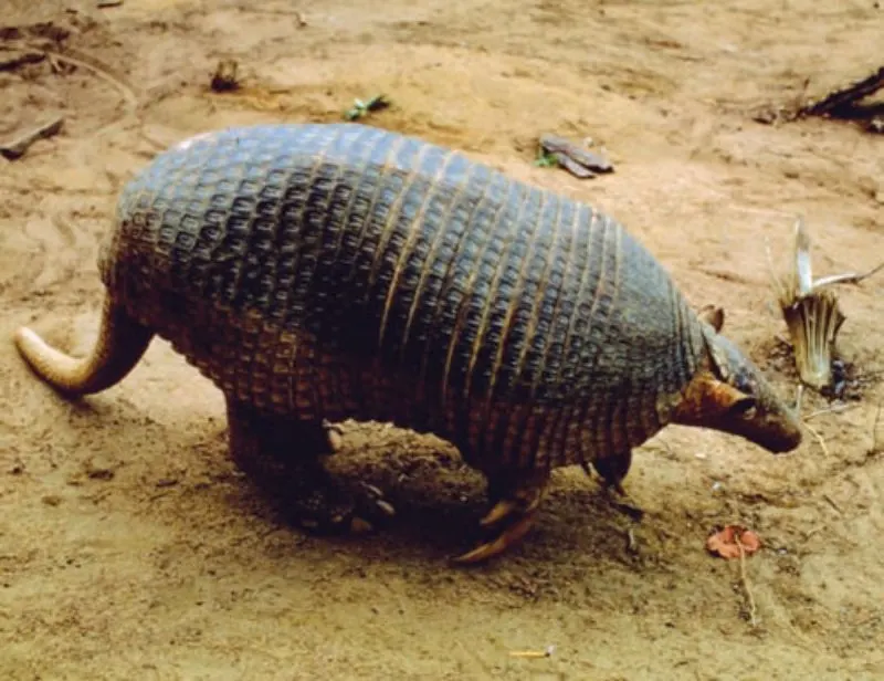 Giant Armadillo