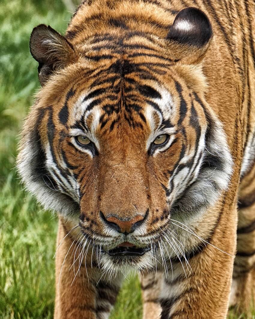 Malayan Tiger 1 Malayan Tiger Up-close Shot