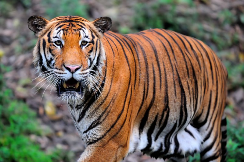 Malayan Tiger staring at the camera