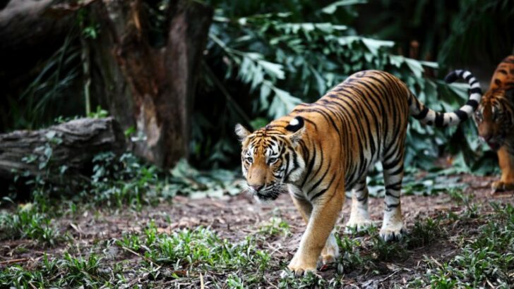 Malayan Tiger roaming in forest