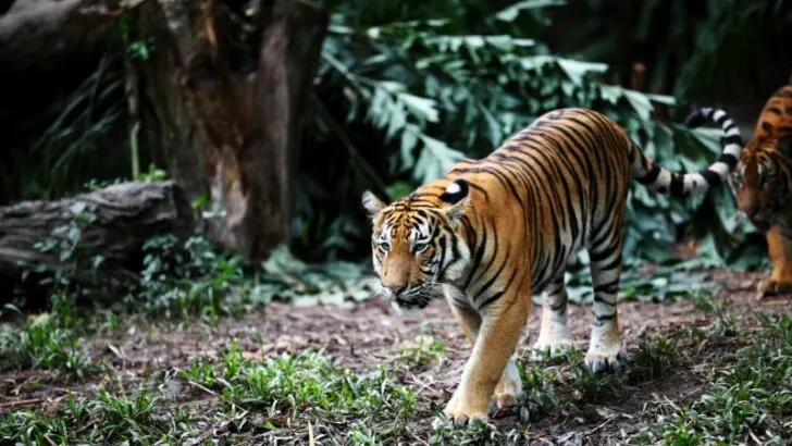 Malayan Tiger roaming in forest