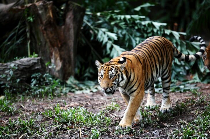 Malayan Tiger roaming in forest