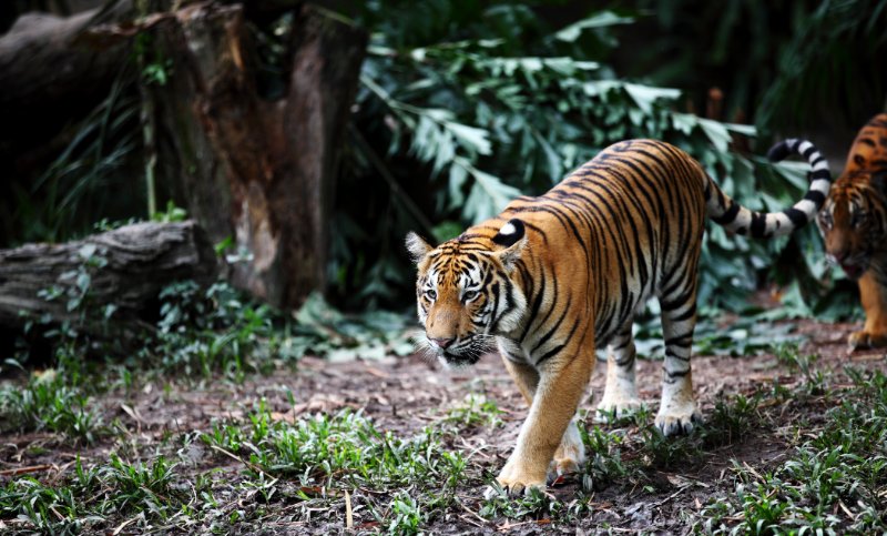 Malayan Tiger roaming in forest