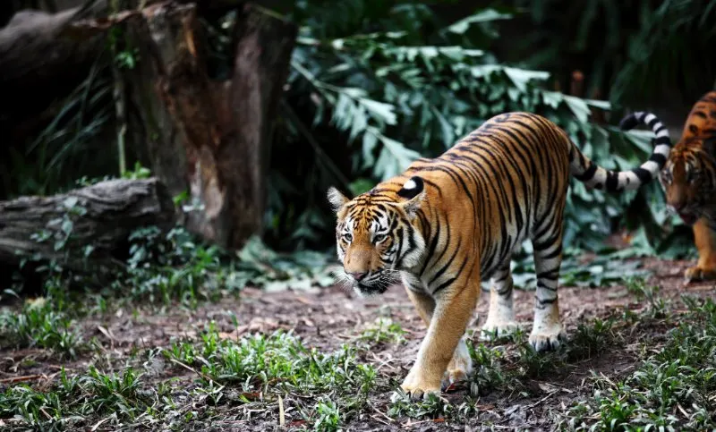 Malayan Tiger roaming in forest 