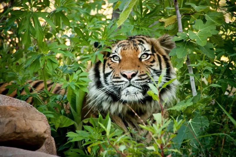Malayan Tiger: Is This Animal Endangered? 3 Malayan Tiger peers through the branches