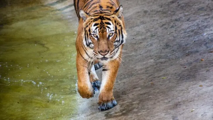 Malayan Tiger walking towards camera