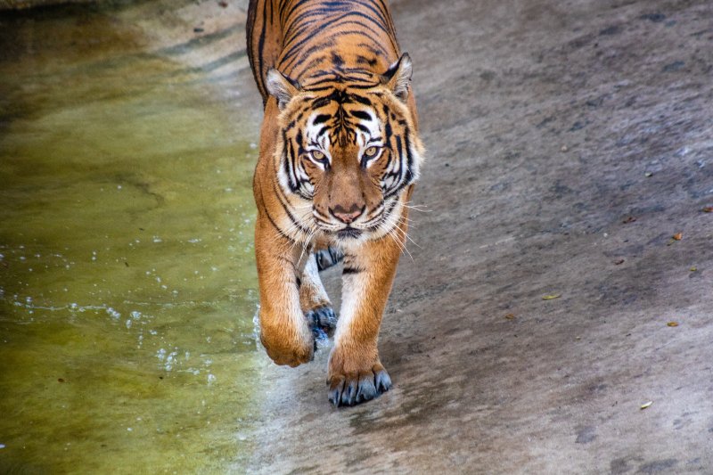 Malayan Tiger walking towards camera