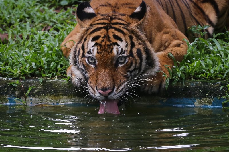 Malayan tiger drinking water