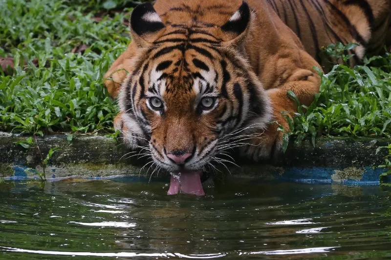 Malayan Tiger: Is This Animal Endangered? 9 Malayan tiger drinking water