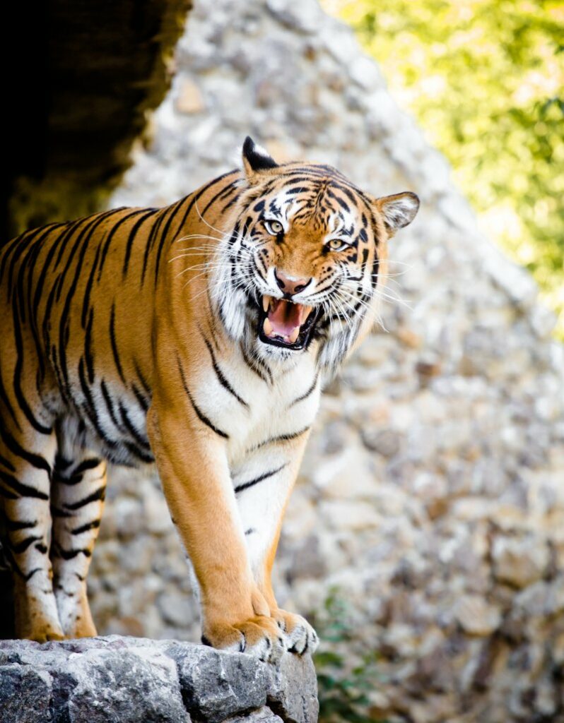 Malayan tiger roaring