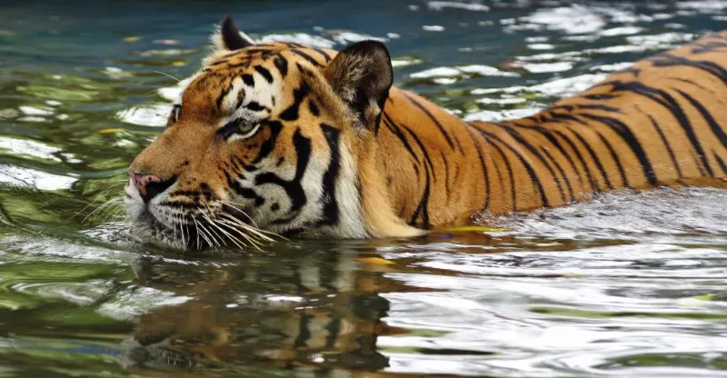 Closeup portrait of a swimming Malayan tiger