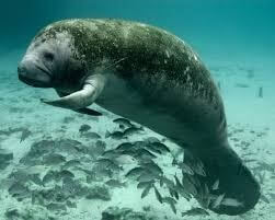 Manatee, West Indian