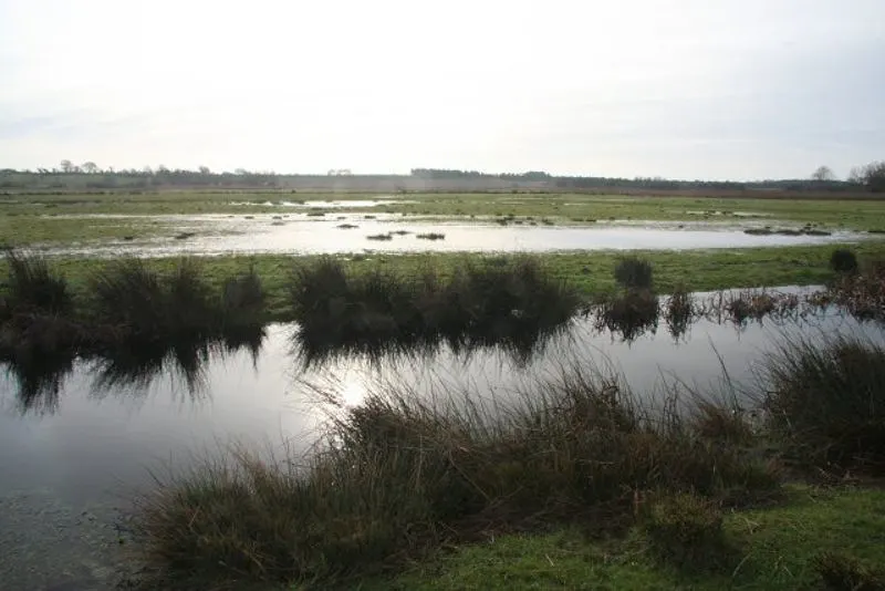 Marsh Land with bodies of water