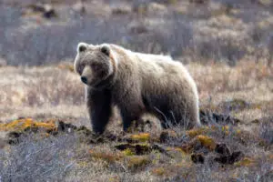 Marsican Brown Bear