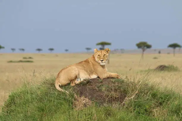 Masai Lion