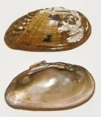 Moccasinshell, Gulf