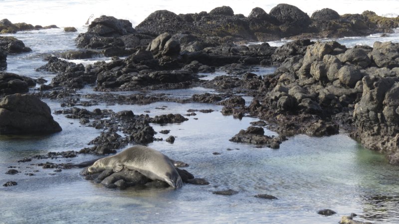 Monk Seal Napping over the rock