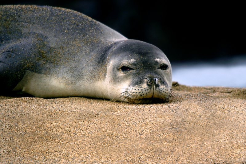 Monk Seal relaxing over the sand