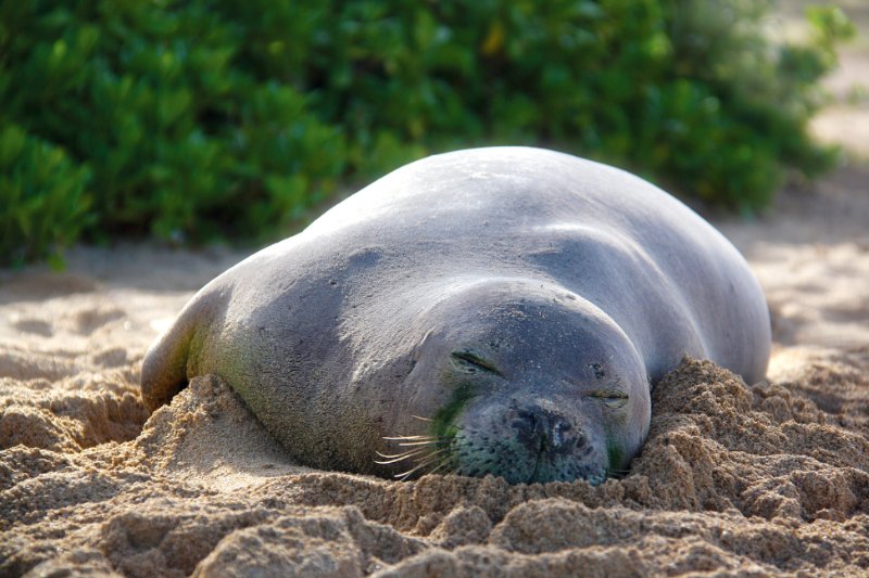 Monk Seal sleeping on the beach