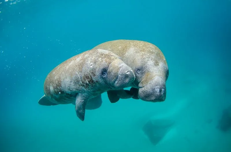 West African Manatee: Is This Animal Endangered? 4 Mother Manatee and calf