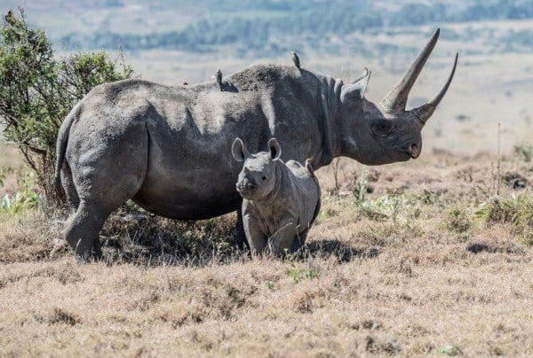 Mother and Calf Black Rhino