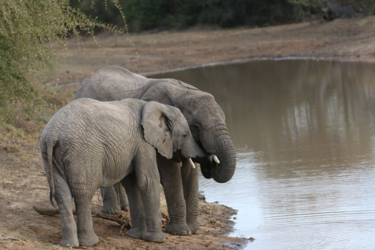 African Elephant: Is This Species Endangered? 3 African Elephant Mother and Child