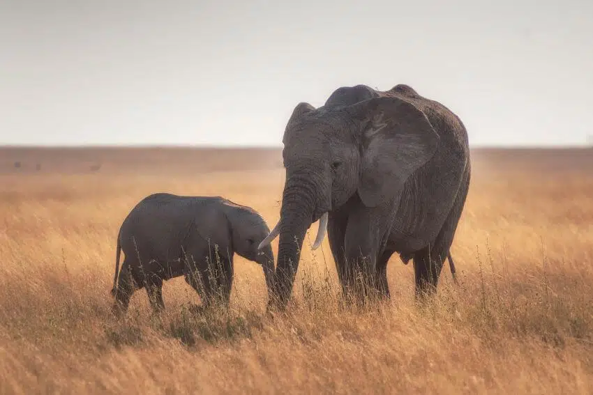 Do Lions Eat Elephants? Here's What to Know 4 Elephant Action League