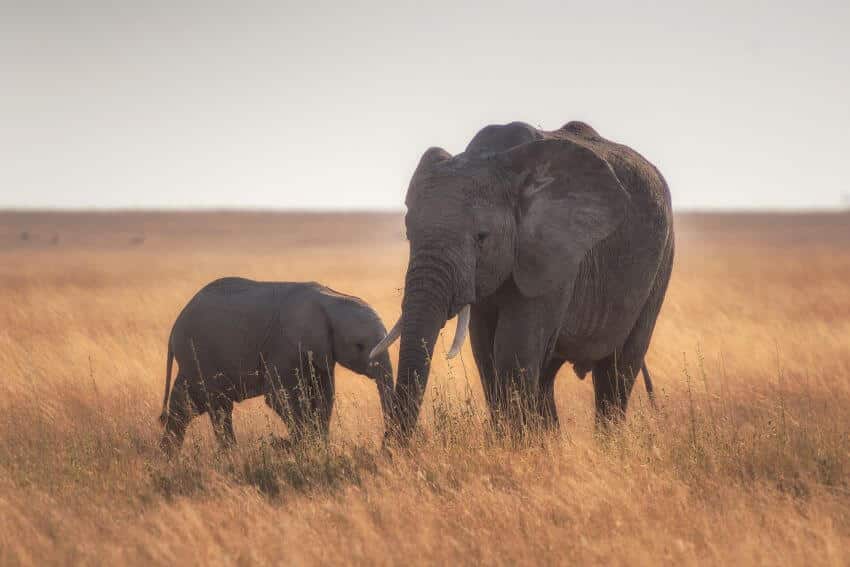 Mother and Child Elephant