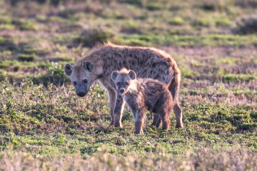 Spotted Hyena: Why is it Endangered? 3 Mother and Child Hyena