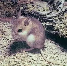 Mouse, Anastasia Island Beach